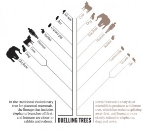 Comparativo entre a árvore filogenética tradicional para mamíferos e a árvore proposta por Peterson e colaboradores, baseado nos microRNAs
