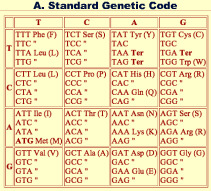 Imagem A: tabela padrão (universal) do código genético. Fonte: NIH.gov.